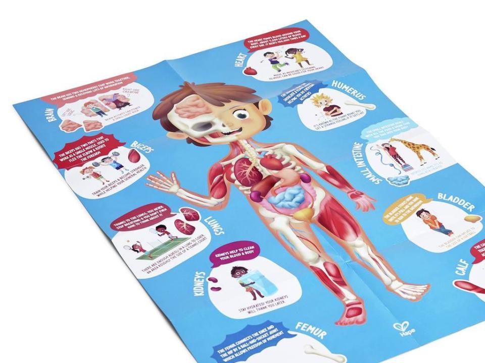 Bodenpuzzle Mein Körper - Plakat mit wissenswerten Informationen über den Körper. KiTa-Spielewelt