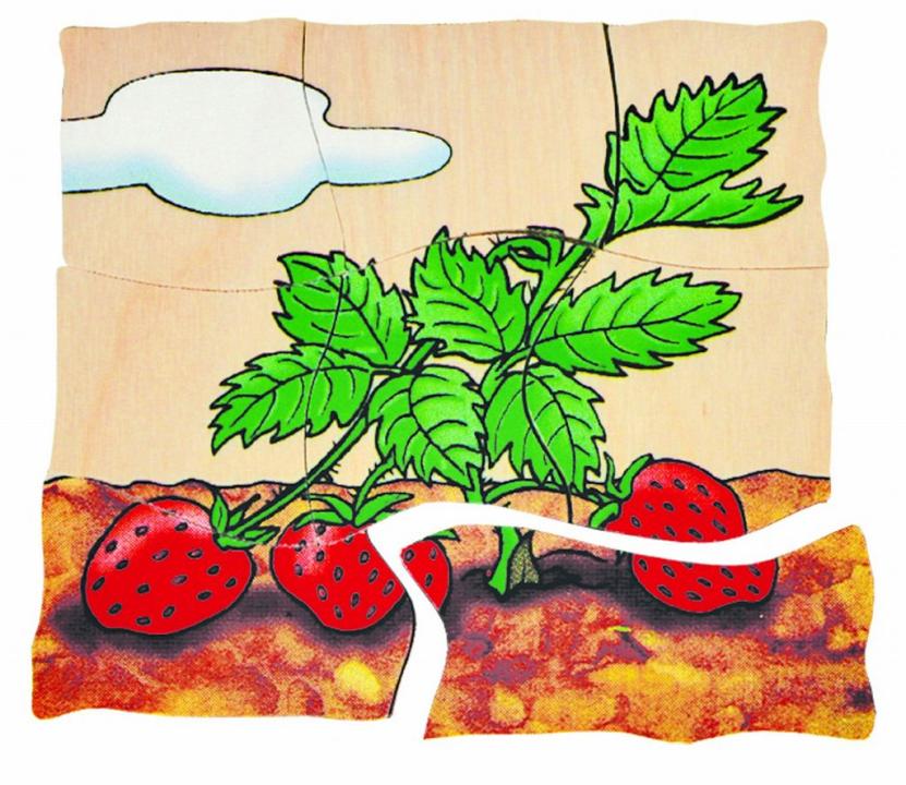 Lagen-Puzzle Erdbeere